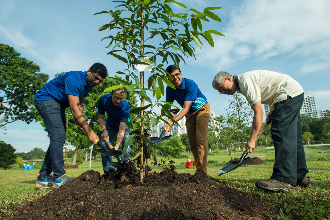 How to plant a tree properly - GTA Tree Removal.