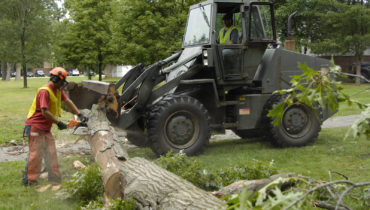 tree removal companies