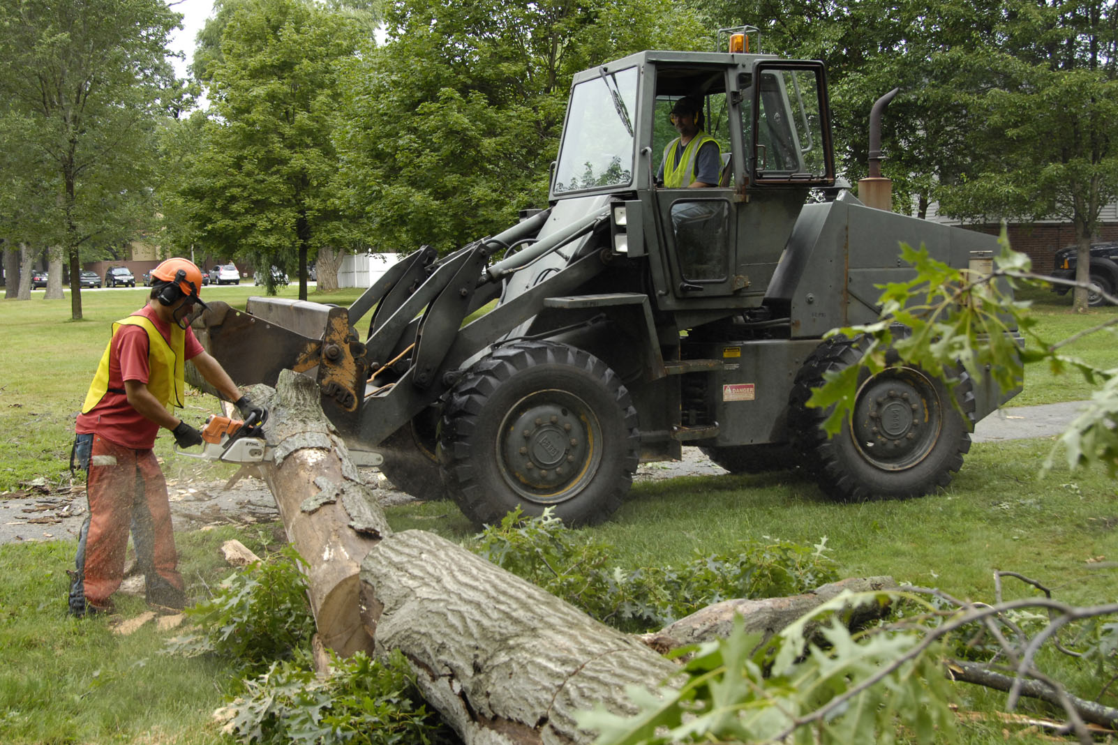 Tree Removal Companies in Toronto, Edmonton or Ottawa