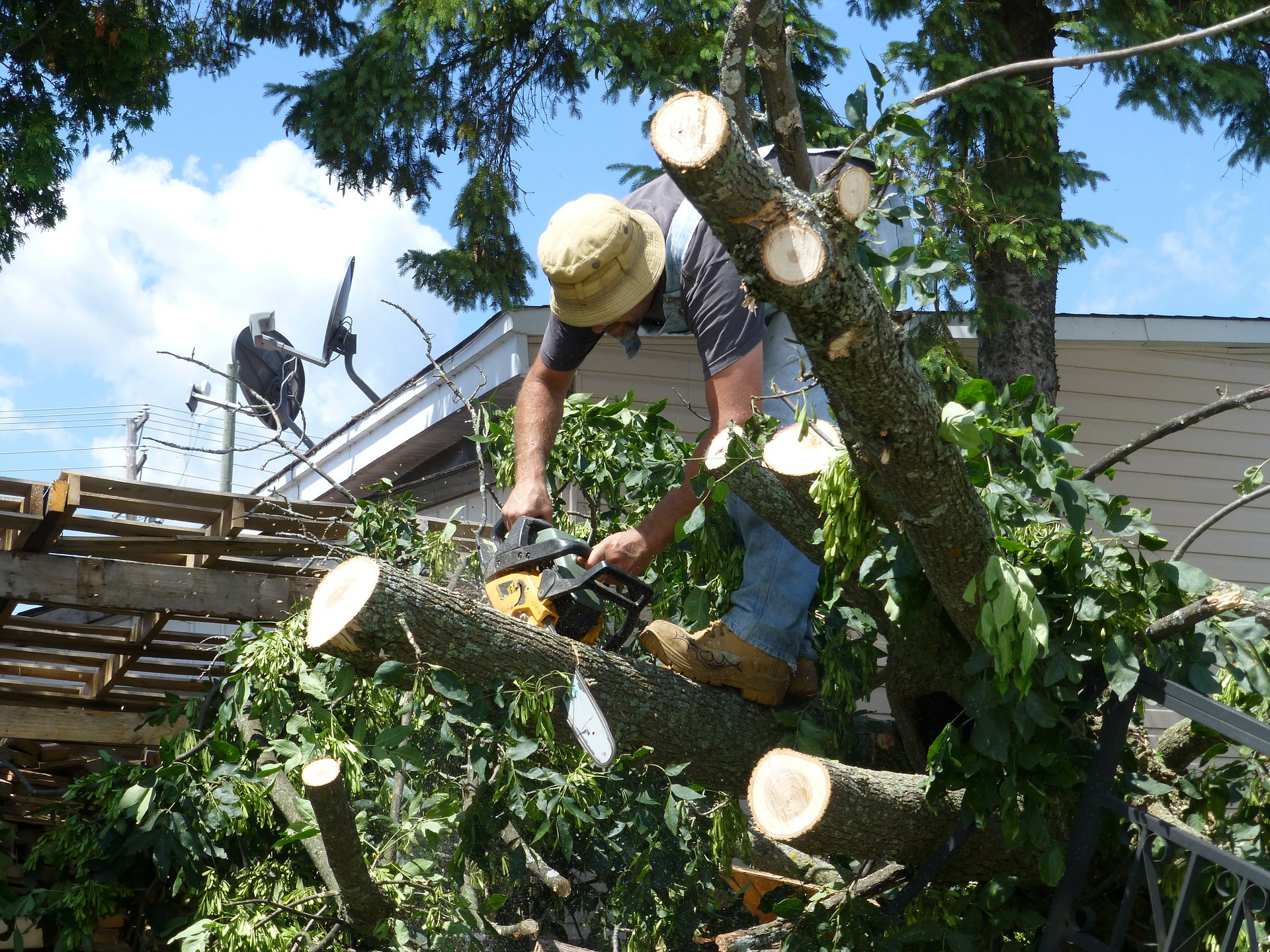 Fallen Tree Removal Services