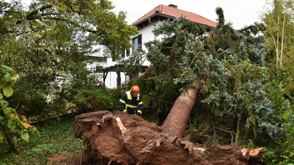 Tree Trimming Services Toronto, Markham, Brampton or Oshawa