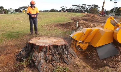 tree stump removal